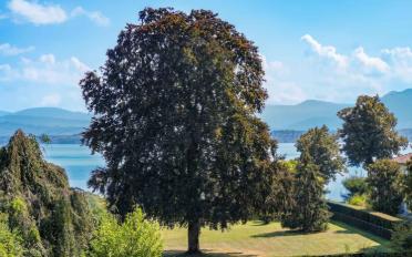 Villa 10 Zimmer - image - 12