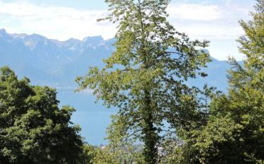 Einfamilienhaus 7 Zimmer - image - 5