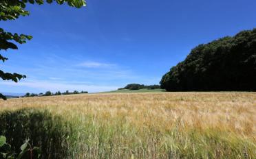 Einfamilienhaus 7.5 Zimmer - image - 10