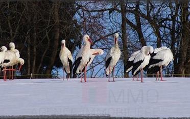 Einfamilienhaus 5 Zimmer - image - 2