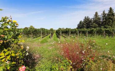 Einfamilienhaus 8 Zimmer - image - 12