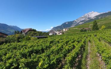 Doppeleinfamilienhaus 5.5 Zimmer - image - 6