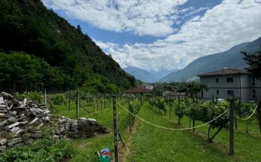 Building land 12.5 rooms - image - 2