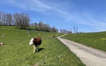 Appartement 5.5 pièces - image - 6