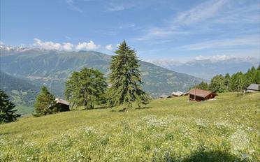 Chalet 3.5 Zimmer - image - 8