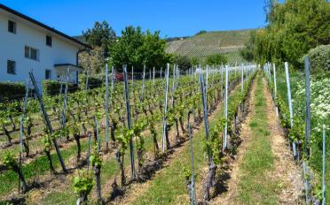 Bauland - image - 8