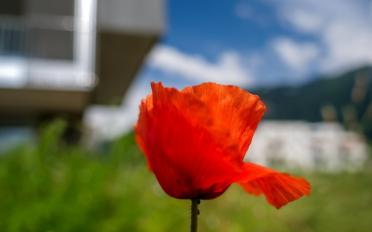 Wohnung 3.5 Zimmer - image - 3