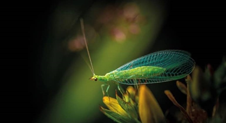 Libellules et autres insectes sont les compagnons silencieux du jardiniers