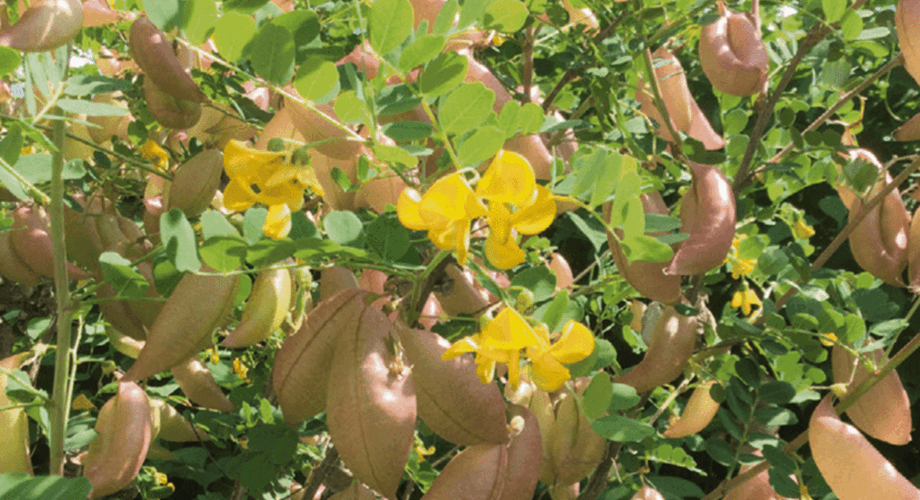 Le baguenaudier ou arbre à vessies (Colutea arborescens)