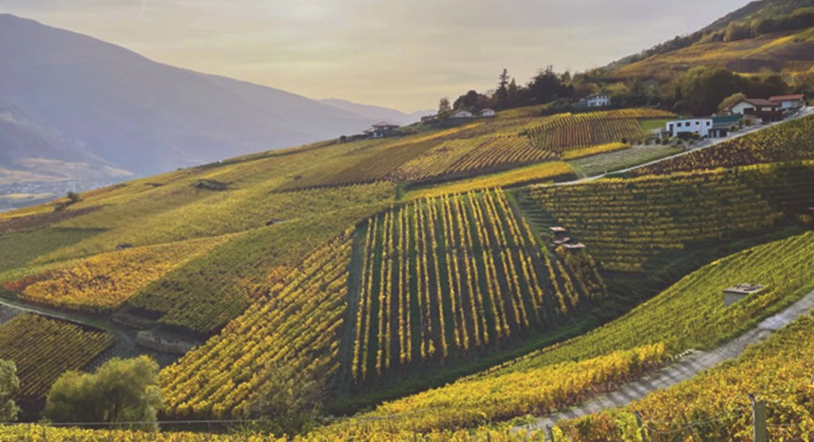 Le domaine cultive près de 8 hectares et produit près de 28’000 bouteilles par an. Le domaine cultive près de 8 hectares et produit près de 28’000 bouteilles par an.