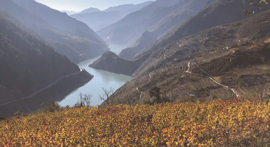 Les vignes surplombant le Lancang. Les vignes surplombant le Lancang.